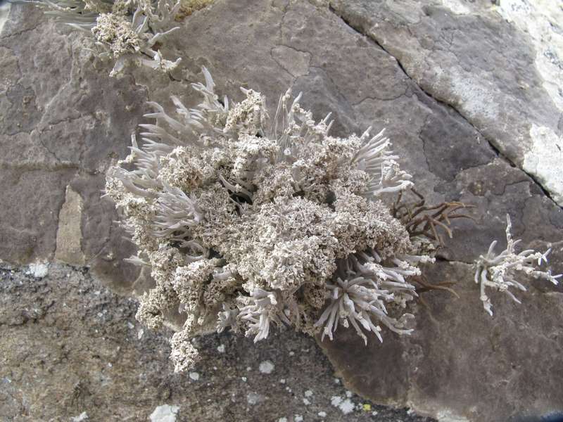 [Roccella phycopsis]